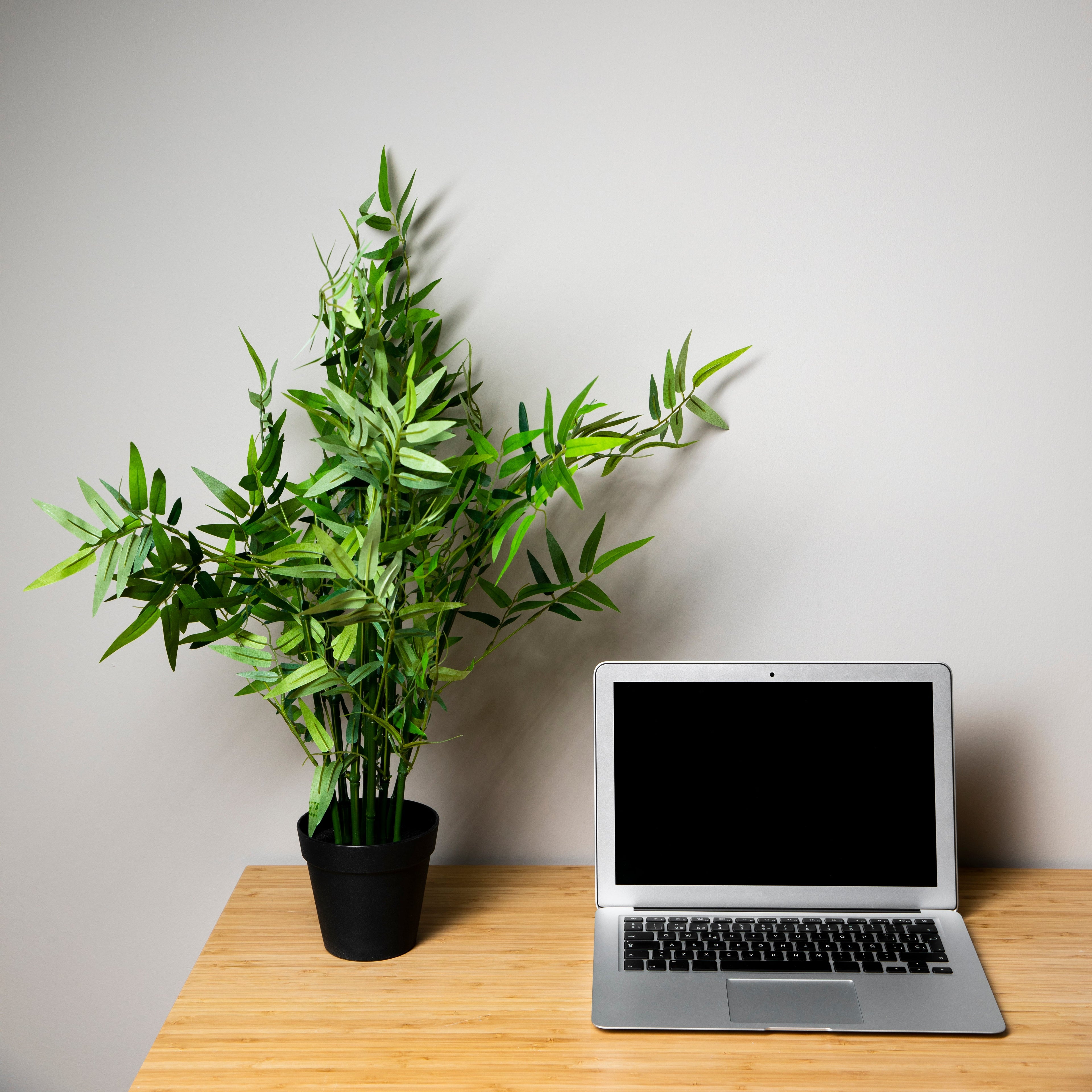 Office Plants